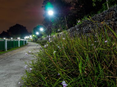 Singapur 'daki Springleaf Doğa Parkı' ndaki yabani çiçeklerin gece görüşü