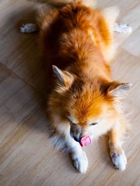Pet dog of Pomeranian and Chihuahua stock lying down and licking his nose