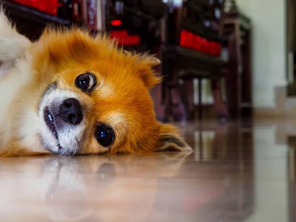 Pomeranian ve Chihuahua hayvanlarının sevimli evcil köpekleri şapşal / komik / şaşırmış bir ifadeyle 