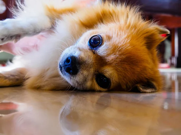 Pomeranian ve Chihuahua hayvanlarının sevimli evcil köpekleri