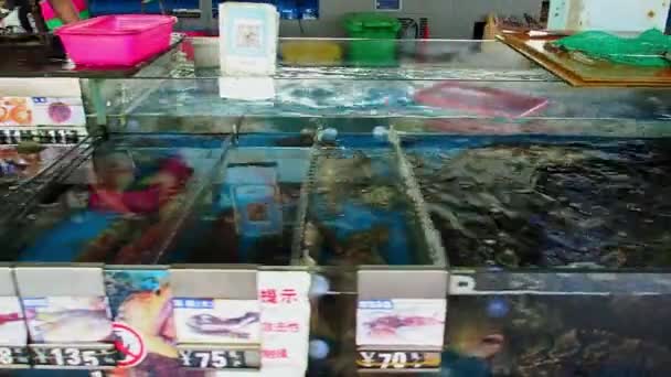 Hainan China Mar 2019 Tanks Fresh Live Seafood Fish Crabs — Stock Video