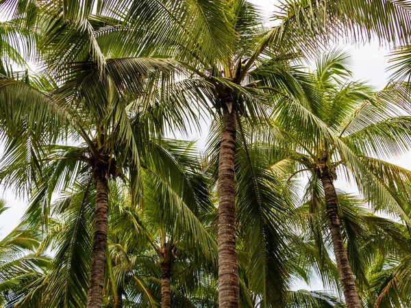 Tropiska kokosnötsträd i varmt solljus — Stockfoto