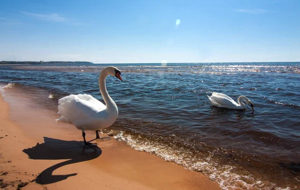 Two white swans on the Baltic Sea — Stock Photo, Image