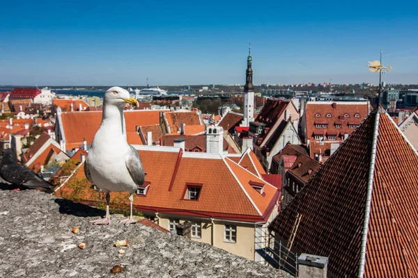 Gaviota de pie frente a Tallin — Foto de Stock