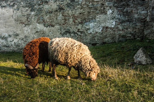Two Sheeps Graze Medzhybizh Castle Khmelnytskyi Oblast Ukraine — Stock Photo, Image