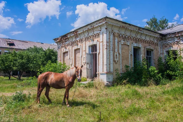 Cavalo Vermelho Frente Edifício Abandonado Tulchyn Vinnitsa Oblast — Fotografia de Stock