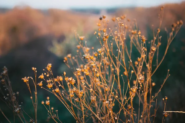 Dry Flowers Stems Plants Leaves Herbs Grass Autumn Season Autumn — 스톡 사진