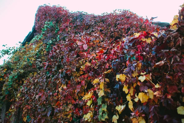 Cachoeira Das Folhas Outono Roxo Violeta Amarelo Verde Vermelho Laranja — Fotografia de Stock