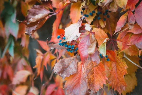 Κίτρινα Κόκκινα Και Πορτοκαλί Φθινοπωρινά Φύλλα Και Μπλε Μούρα Άγριας — Φωτογραφία Αρχείου