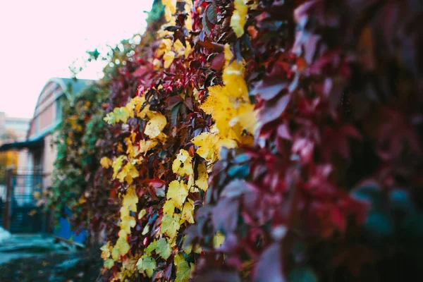 Roxo Violeta Amarelo Verde Vermelho Folhas Outono Fundo Uva Selvagem — Fotografia de Stock