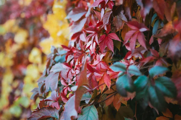 Folhas Outono Roxo Amarelo Verde Vermelho Laranja Fundo Uva Selvagem — Fotografia de Stock