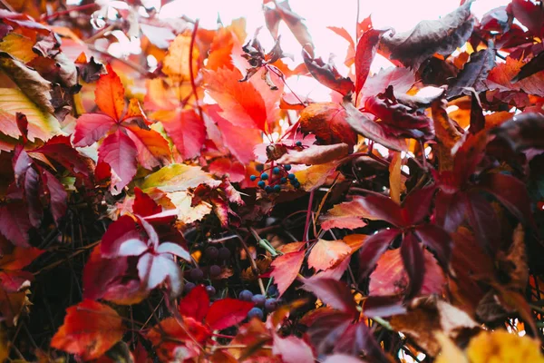 Μωβ Βιολετί Κίτρινα Πράσινα Κόκκινα Και Πορτοκαλί Φύλλα Του Φθινοπώρου — Φωτογραφία Αρχείου
