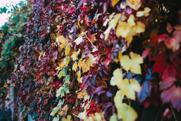 Hojas Otoño Púrpura Violeta Amarillo Verde Rojo Naranja Fondo Uva —  Fotos de Stock