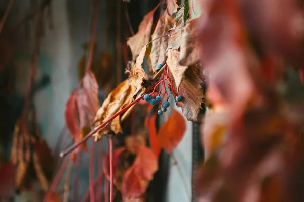 Bagas Azuis Uva Selvagem Com Folhas Vermelhas Laranja — Fotografia de Stock
