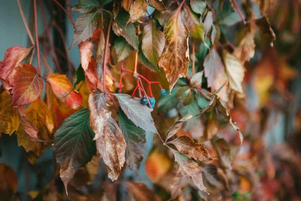 Bagas Azuis Uva Selvagem Com Folhas Coloridas Sobre Parede — Fotografia de Stock