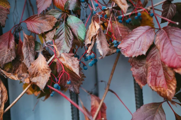 Uva Selvagem Com Folhas Vermelhas Bagas Azuis Sobre Cerca — Fotografia de Stock