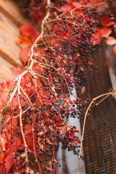 Uva Selvagem Com Folhas Vermelhas Sobre Parede Tijolo — Fotografia de Stock
