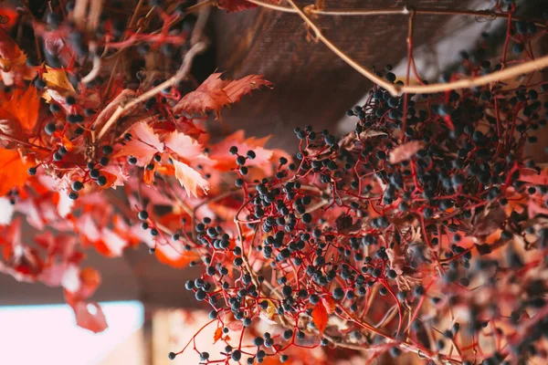 Uva Selvagem Com Folhas Vermelhas Sobre Parede Tijolo — Fotografia de Stock