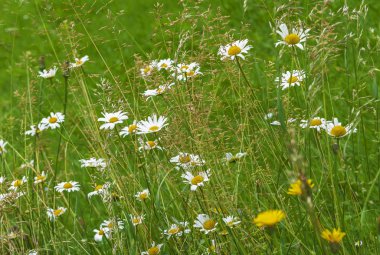 Alan camomiles güneşli bir günde