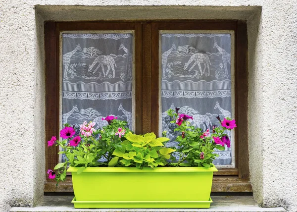 Straßenfenster mit Blumen — Stockfoto