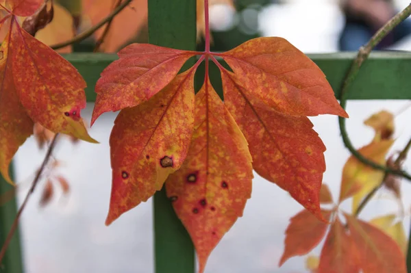 Leuchtende Herbstfarben — Stockfoto