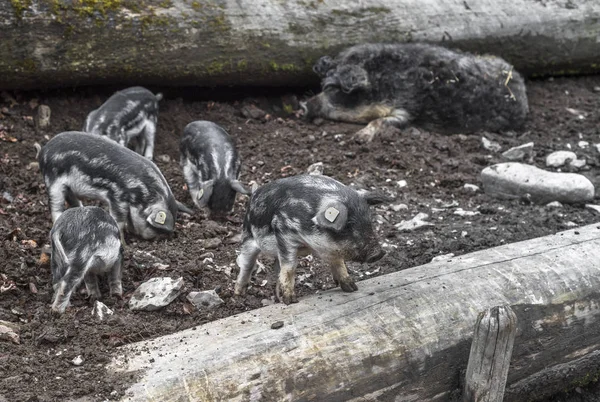 Small Piglets Farm — Stock Photo, Image