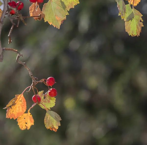 Herbstliche Farben Tian Shan Gebirge — Stockfoto