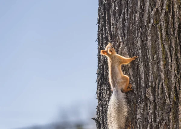 Écureuil Dans Parc Ville — Photo