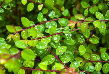 Yağmurlu bir günde parkta ıslak çalı