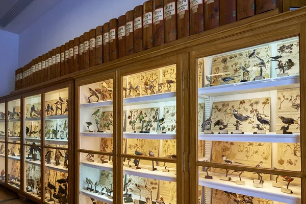 Vieraileva Luonnonhistoriallinen Museo Admontin Luostarissa Itävalta — kuvapankkivalokuva