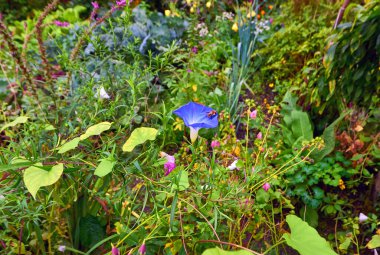 Yağmurlu bir günde, bahçede.
