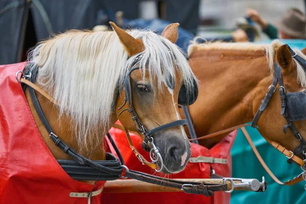 Horse Ride Service Salzburg Center — Stock Photo, Image