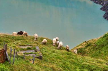 Grossglockner Alp yolu, Avusturya 'daki huzurlu manzara