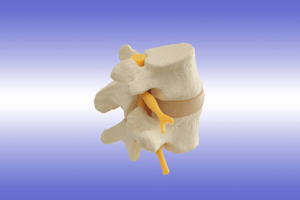 Анатомический сегмент позвоночника человека, состоящий из двух позвонков, межпозвоночного диска, части спинного мозга
.