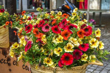 Girona 'da çiçek festivali 