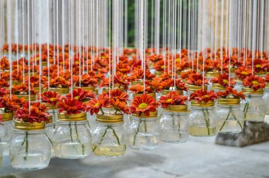 Girona 'da çiçek festivali 