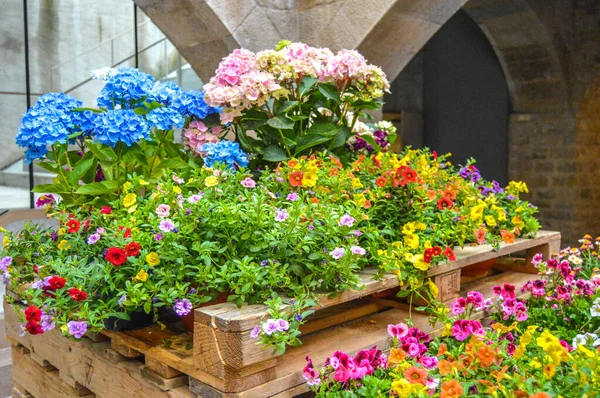 Festival Las Flores Girona Temps Flors España 2019 — Foto de Stock