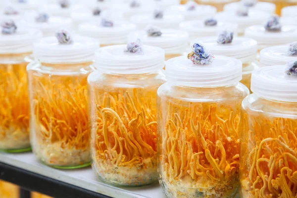 Fresco Cordyceps militaris en botellas de vidrio — Foto de Stock