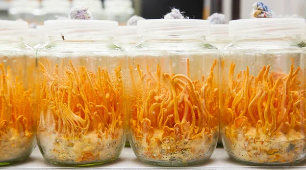 Fresco Cordyceps militaris en botellas de vidrio — Foto de Stock