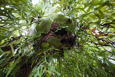 Fern Milli Parkı, bahçedeki ölü ağaç üzerinde.
