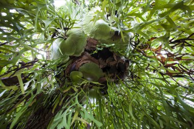 Fern Milli Parkı, bahçedeki ölü ağaç üzerinde.