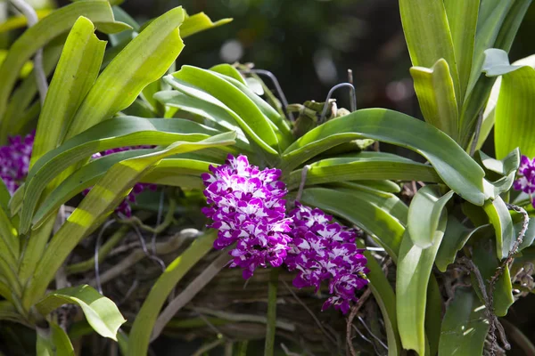 Fioletowa orchidea w ogrodzie. — Zdjęcie stockowe