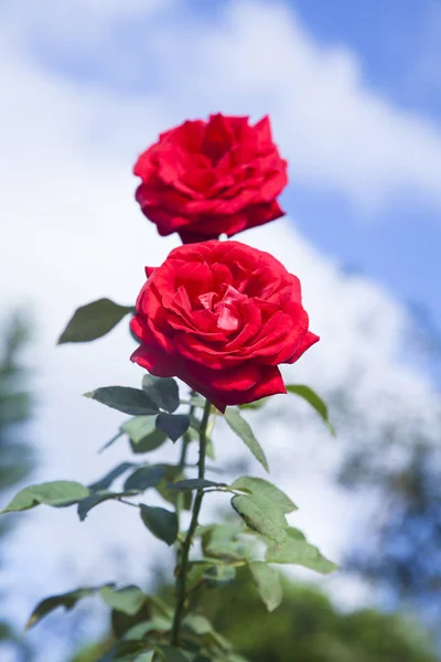Red roses on blue sky background.