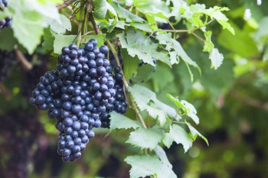 sonbaharda hasat günbatımında üzüm bağları.