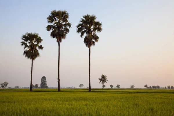 Sebuah pohon kelapa dan sebuah confield hijau — Stok Foto