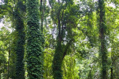 Herdem yeşil orman orman yağmur sonra.