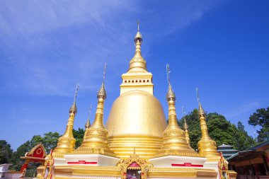 Hindistan cevizi ağaçları ve yeşil confield