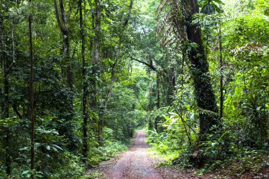 Herdem yeşil orman orman yağmur sonra.