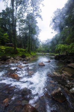 Herdem yeşil orman orman yağmur sonra.