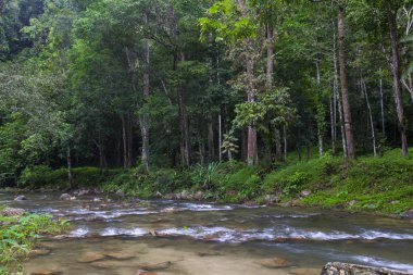 Herdem yeşil orman orman yağmur sonra.